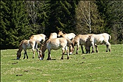 ID: 209: Nationalparkgebiet Falkenstein / Ludwigsthal / 28.04.2012
