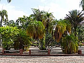 ID: 209: Botanischer Garten / Santo Domingo / 11.06.2014