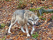 ID: 209: Tierfreigehege Ludwigsthal / Lindberg / 25.10.2016