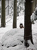 ID: 209: Tierfreigehege Lusen / Neuschoenau / 06.12.2017