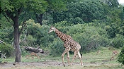 ID: 209: Tembe Elephant Park / Kwangwanase / 29.03.2023
