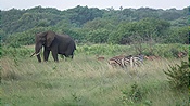 ID: 209: Tembe Elephant Park / Kwangwanase / 29.03.2023