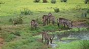 ID: 209: Tembe Elephant Park / Kwangwanase / 30.03.2023