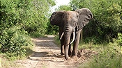 ID: 209: Tembe Elephant Park / Kwangwanase / 30.03.2023
