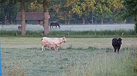 Foto SP_2023_06010: Rinder / Beekbergen / 03.06.2023